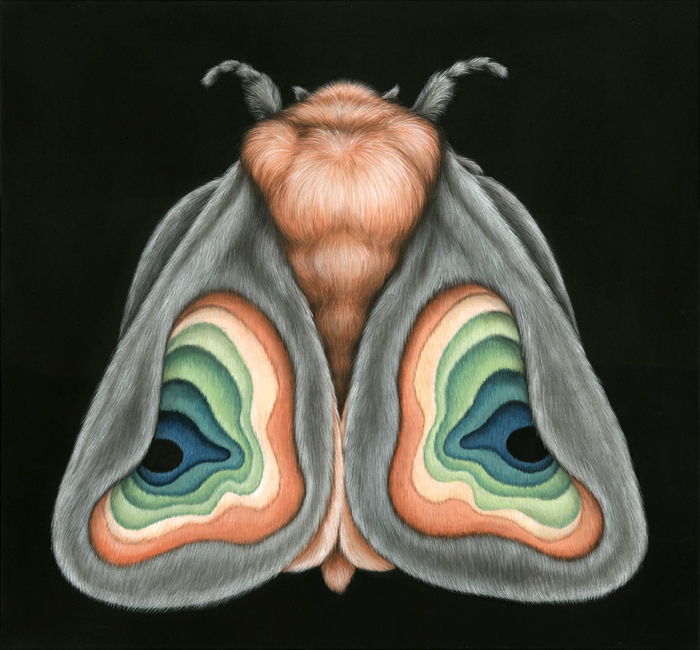 urban moth